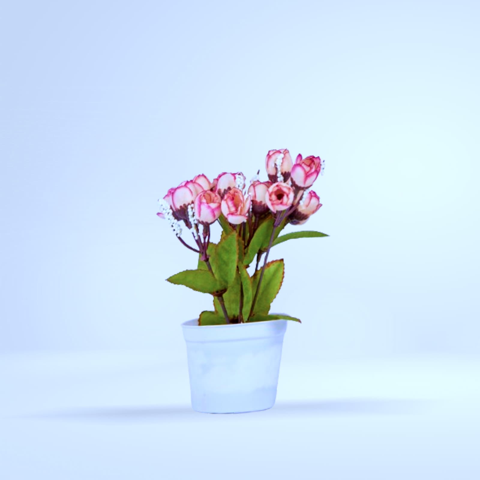 Petit rosier fleuri rose en pot blanc