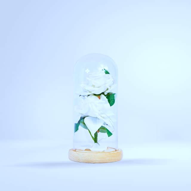 Rose blanche éternelle sous cloche en verre