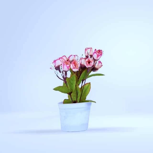 Petit rosier fleuri rose en pot blanc